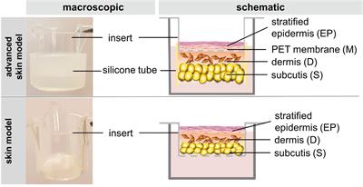 Frontiers | Improvement Of A Three-Layered In Vitro Skin Model For ...